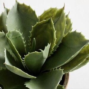 Pottery Barn Realistic Green Large Faux‎ Succulent Plant in White Pot